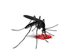 Dengue fever Crack + Virus Outbreak in Children {Latest} 2022